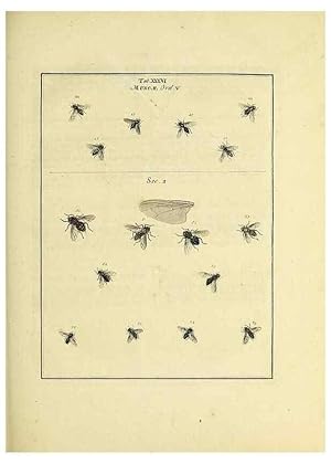 Bild des Verkufers fr Reproduccin/Reproduction 35976101100: Exposition des insectes que se trouvent en Angleterre;. Londres,B. White et J. Edwards,1786. zum Verkauf von EL BOLETIN