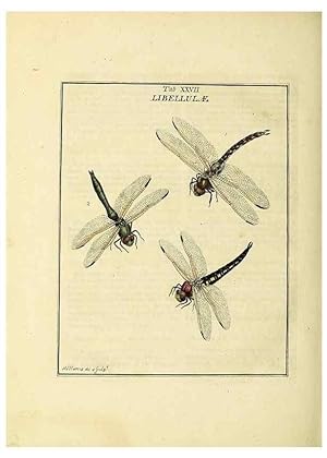 Bild des Verkufers fr Reproduccin/Reproduction 35537095004: Exposition des insectes que se trouvent en Angleterre;. Londres,B. White et J. Edwards,1786. zum Verkauf von EL BOLETIN