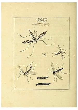 Bild des Verkufers fr Reproduccin/Reproduction 35537072994: Exposition des insectes que se trouvent en Angleterre;. Londres,B. White et J. Edwards,1786. zum Verkauf von EL BOLETIN