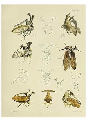 Immagine del venditore per Reproduccin/Reproduction 26520297279: A monograph of the Membracid,. London,L. Reeve & co., limited,1903. venduto da EL BOLETIN