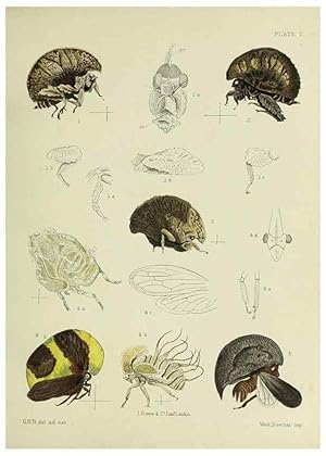 Immagine del venditore per Reproduccin/Reproduction 38240612966: A monograph of the Membracid,. London,L. Reeve & co., limited,1903. venduto da EL BOLETIN