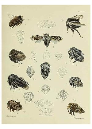 Immagine del venditore per Reproduccin/Reproduction 24424417248: A monograph of the Membracid,. London,L. Reeve & co., limited,1903. venduto da EL BOLETIN