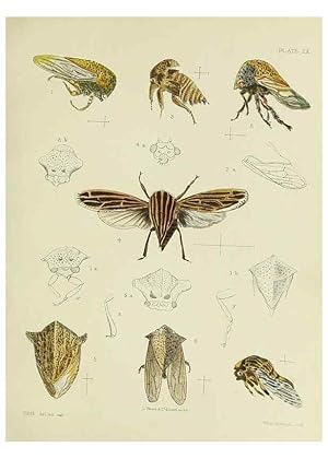 Immagine del venditore per Reproduccin/Reproduction 37583929224: A monograph of the Membracid,. London,L. Reeve & co., limited,1903. venduto da EL BOLETIN