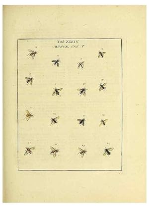Bild des Verkufers fr Reproduccin/Reproduction 35537106414: Exposition des insectes que se trouvent en Angleterre;. Londres,B. White et J. Edwards,1786. zum Verkauf von EL BOLETIN