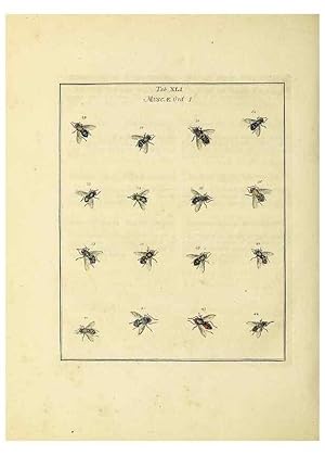 Bild des Verkufers fr Reproduccin/Reproduction 35976109300: Exposition des insectes que se trouvent en Angleterre;. Londres,B. White et J. Edwards,1786. zum Verkauf von EL BOLETIN