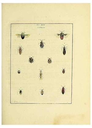 Bild des Verkufers fr Reproduccin/Reproduction 36236211011: Exposition des insectes que se trouvent en Angleterre;. Londres,B. White et J. Edwards,1786. zum Verkauf von EL BOLETIN