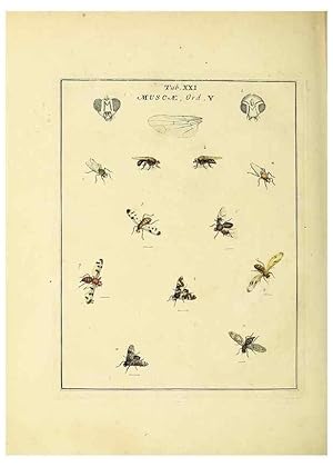 Bild des Verkufers fr Reproduccin/Reproduction 36236199731: Exposition des insectes que se trouvent en Angleterre;. Londres,B. White et J. Edwards,1786. zum Verkauf von EL BOLETIN