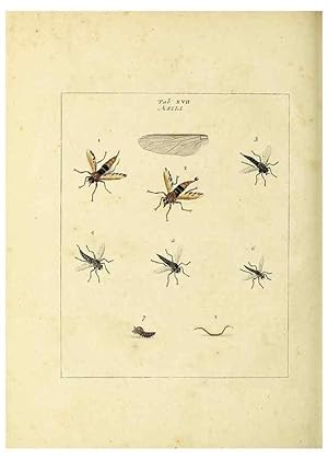 Bild des Verkufers fr Reproduccin/Reproduction 35537076714: Exposition des insectes que se trouvent en Angleterre;. Londres,B. White et J. Edwards,1786. zum Verkauf von EL BOLETIN