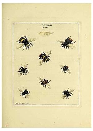 Bild des Verkufers fr Reproduccin/Reproduction 35976104330: Exposition des insectes que se trouvent en Angleterre;. Londres,B. White et J. Edwards,1786. zum Verkauf von EL BOLETIN
