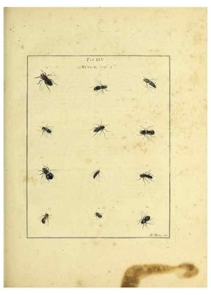 Bild des Verkufers fr Reproduccin/Reproduction 35976084760: Exposition des insectes que se trouvent en Angleterre;. Londres,B. White et J. Edwards,1786. zum Verkauf von EL BOLETIN