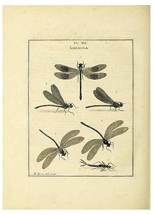 Bild des Verkufers fr Reproduccin/Reproduction 35537100354: Exposition des insectes que se trouvent en Angleterre;. Londres,B. White et J. Edwards,1786. zum Verkauf von EL BOLETIN