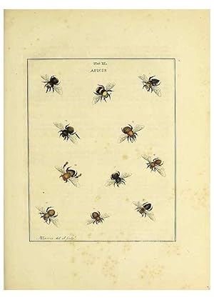 Bild des Verkufers fr Reproduccin/Reproduction 35976107580: Exposition des insectes que se trouvent en Angleterre;. Londres,B. White et J. Edwards,1786. zum Verkauf von EL BOLETIN