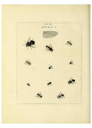 Bild des Verkufers fr Reproduccin/Reproduction 35537064844: Exposition des insectes que se trouvent en Angleterre;. Londres,B. White et J. Edwards,1786. zum Verkauf von EL BOLETIN