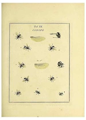 Bild des Verkufers fr Reproduccin/Reproduction 36236197681: Exposition des insectes que se trouvent en Angleterre;. Londres,B. White et J. Edwards,1786. zum Verkauf von EL BOLETIN