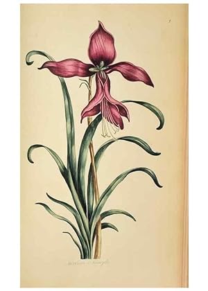 Image du vendeur pour Reproduccin/Reproduction 36735255071: Exotic botany illustrated :. London :Printed for the author,1772. mis en vente par EL BOLETIN