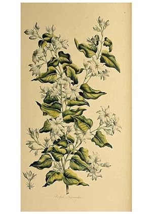 Image du vendeur pour Reproduccin/Reproduction 36704039402: Exotic botany illustrated :. London :Printed for the author,1772. mis en vente par EL BOLETIN