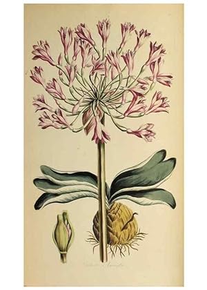 Image du vendeur pour Reproduccin/Reproduction 36735257531: Exotic botany illustrated :. London :Printed for the author,1772. mis en vente par EL BOLETIN