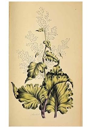 Image du vendeur pour Reproduccin/Reproduction 36066567483: Exotic botany illustrated :. London :Printed for the author,1772. mis en vente par EL BOLETIN
