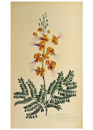 Image du vendeur pour Reproduccin/Reproduction 36478647690: Exotic botany illustrated :. London :Printed for the author,1772. mis en vente par EL BOLETIN