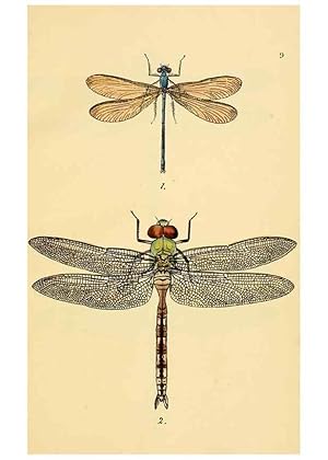 Image du vendeur pour Reproduccin/Reproduction 36329601336: British libellulinae, or, Dragon flies :. London :Printed by J.C. Bridgewater,1845. mis en vente par EL BOLETIN