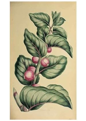 Image du vendeur pour Reproduccin/Reproduction 36704095862: Exotic botany illustrated :. London :Printed for the author,1772. mis en vente par EL BOLETIN