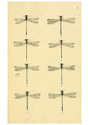 Image du vendeur pour Reproduccin/Reproduction 35566252813: British libellulinae, or, Dragon flies :. London :Printed by J.C. Bridgewater,1845. mis en vente par EL BOLETIN