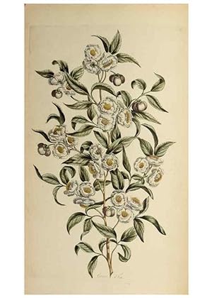 Image du vendeur pour Reproduccin/Reproduction 36875176035: Exotic botany illustrated :. London :Printed for the author,1772. mis en vente par EL BOLETIN