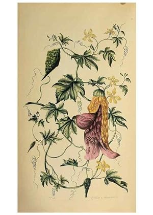Image du vendeur pour Reproduccin/Reproduction 36704091962: Exotic botany illustrated :. London :Printed for the author,1772. mis en vente par EL BOLETIN