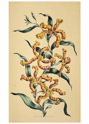 Image du vendeur pour Reproduccin/Reproduction 36704090632: Exotic botany illustrated :. London :Printed for the author,1772. mis en vente par EL BOLETIN