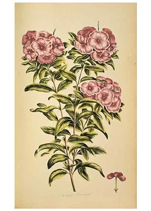Image du vendeur pour Reproduccin/Reproduction 36735247031: Exotic botany illustrated :. London :Printed for the author,1772. mis en vente par EL BOLETIN