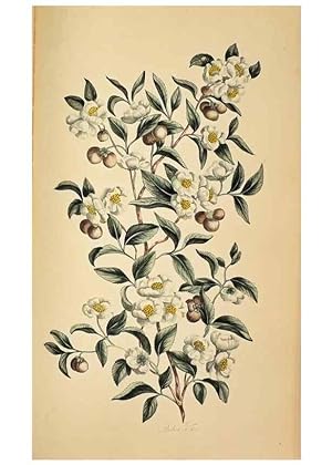 Image du vendeur pour Reproduccin/Reproduction 36875174565: Exotic botany illustrated :. London :Printed for the author,1772. mis en vente par EL BOLETIN