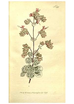 Immagine del venditore per Reproduccin/Reproduction 34781921840: The Botanical magazine, or, Flower-garden displayed . /. [S.l. :s.n.],1790-1800 ; venduto da EL BOLETIN