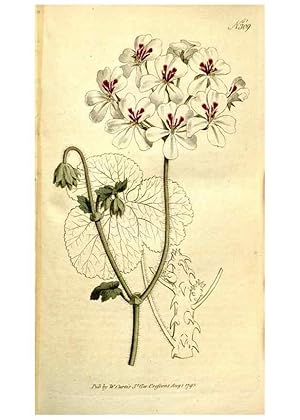 Immagine del venditore per Reproduccin/Reproduction 35168496035: The Botanical magazine, or, Flower-garden displayed . /. [S.l. :s.n.],1790-1800 ; venduto da EL BOLETIN