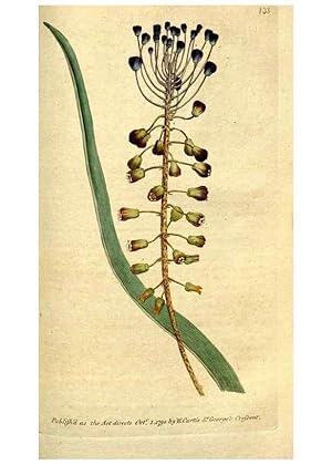 Immagine del venditore per Reproduccin/Reproduction 35002624682: The Botanical magazine, or, Flower-garden displayed . /. [S.l. :s.n.],1790-1800 ; venduto da EL BOLETIN