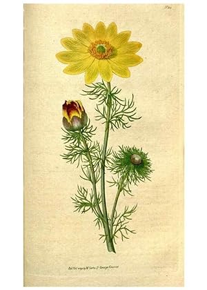 Seller image for Reproduccin/Reproduction 34781271870: The Botanical magazine, or, Flower-garden displayed . /. [S.l. :s.n.],1790-1800 ; for sale by EL BOLETIN