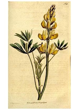 Seller image for Reproduccin/Reproduction 35127686156: The Botanical magazine, or, Flower-garden displayed . /. [S.l. :s.n.],1790-1800 ; for sale by EL BOLETIN