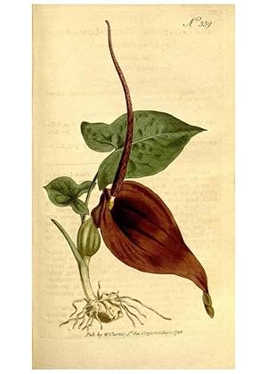 Immagine del venditore per Reproduccin/Reproduction 34323524184: The Botanical magazine, or, Flower-garden displayed . /. [S.l. :s.n.],1790-1800 ; venduto da EL BOLETIN