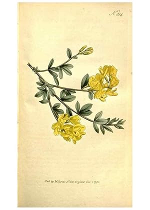 Seller image for Reproduccin/Reproduction 34781957680: The Botanical magazine, or, Flower-garden displayed . /. [S.l. :s.n.],1790-1800 ; for sale by EL BOLETIN