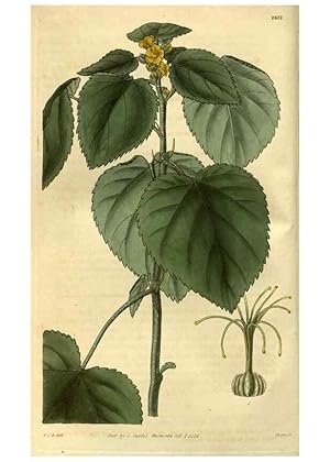 Seller image for Reproduccin/Reproduction 34404266224: Curtiss botanical magazine. London ; New York [etc.] :Academic Press [etc.] for sale by EL BOLETIN