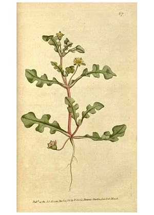 Immagine del venditore per Reproduccin/Reproduction 35167374545: The Botanical magazine, or, Flower-garden displayed . /. [S.l. :s.n.],1790-1800 ; venduto da EL BOLETIN