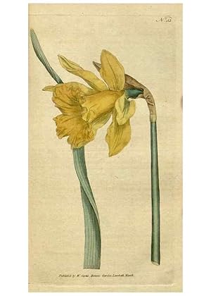 Seller image for Reproduccin/Reproduction 34322421374: The Botanical magazine, or, Flower-garden displayed . /. [S.l. :s.n.],1790-1800 ; for sale by EL BOLETIN