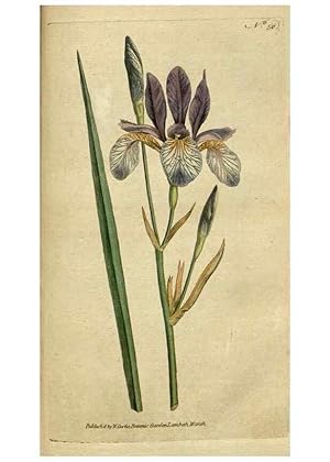 Seller image for Reproduccin/Reproduction 34322420054: The Botanical magazine, or, Flower-garden displayed . /. [S.l. :s.n.],1790-1800 ; for sale by EL BOLETIN