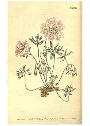 Seller image for Reproduccin/Reproduction 35038504131: The Botanical magazine, or, Flower-garden displayed . /. [S.l. :s.n.],1790-1800 ; for sale by EL BOLETIN