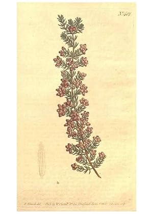 Immagine del venditore per Reproduccin/Reproduction 35038458681: The Botanical magazine, or, Flower-garden displayed . /. [S.l. :s.n.],1790-1800 ; venduto da EL BOLETIN