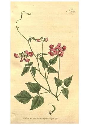 Seller image for Reproduccin/Reproduction 35128958656: The Botanical magazine, or, Flower-garden displayed . /. [S.l. :s.n.],1790-1800 ; for sale by EL BOLETIN