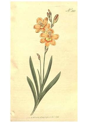 Immagine del venditore per Reproduccin/Reproduction 35168918565: The Botanical magazine, or, Flower-garden displayed . /. [S.l. :s.n.],1790-1800 ; venduto da EL BOLETIN