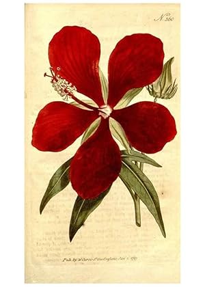 Seller image for Reproduccin/Reproduction 34323587444: The Botanical magazine, or, Flower-garden displayed . /. [S.l. :s.n.],1790-1800 ; for sale by EL BOLETIN