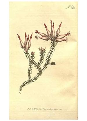 Immagine del venditore per Reproduccin/Reproduction 35128887836: The Botanical magazine, or, Flower-garden displayed . /. [S.l. :s.n.],1790-1800 ; venduto da EL BOLETIN