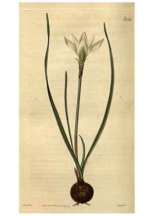 Seller image for Reproduccin/Reproduction 35247684415: Curtiss botanical magazine. London ; New York [etc.] :Academic Press [etc.] for sale by EL BOLETIN