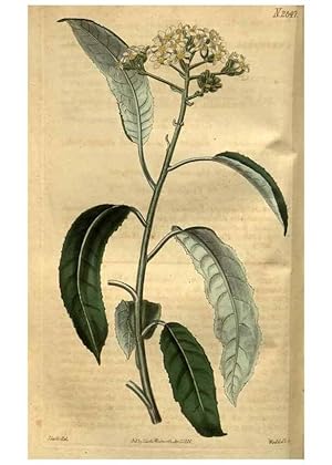 Seller image for Reproduccin/Reproduction 35082562262: Curtiss botanical magazine. London ; New York [etc.] :Academic Press [etc.] for sale by EL BOLETIN